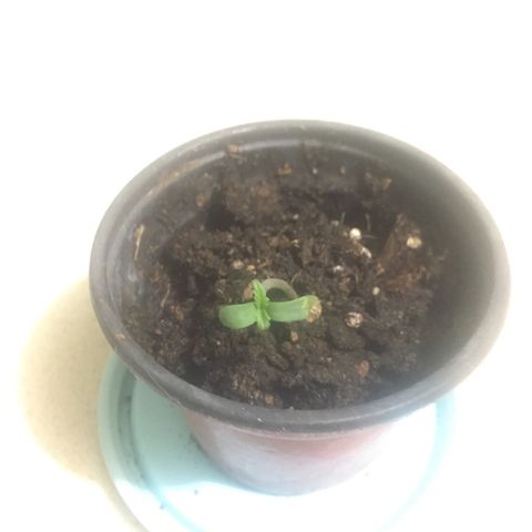 Wedding cake growlog timeline photo