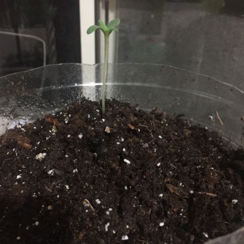 Wedding cake growlog timeline photo