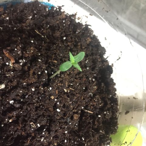 Wedding cake growlog timeline photo