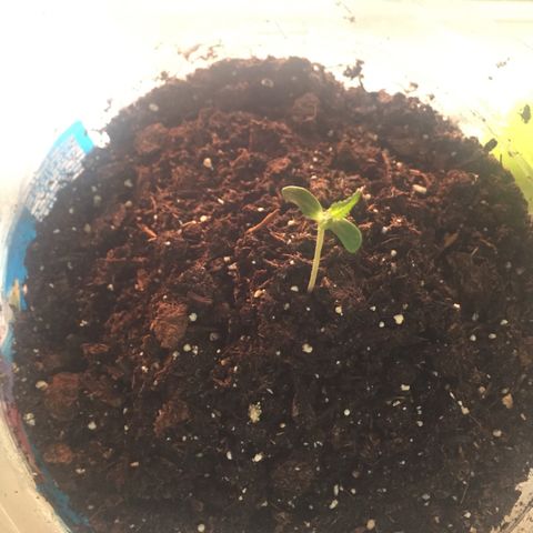 Wedding cake growlog timeline photo