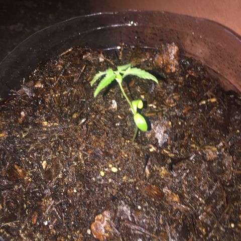 Wedding cake growlog timeline photo