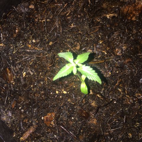 Wedding cake growlog timeline photo