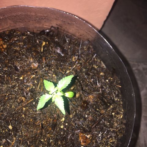 Wedding cake growlog timeline photo
