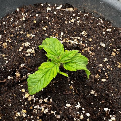 Frozen Black Cherry growlog timeline photo