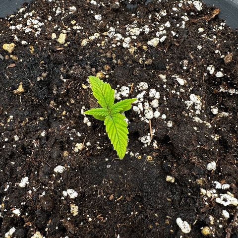 Frozen Black Cherry growlog timeline photo