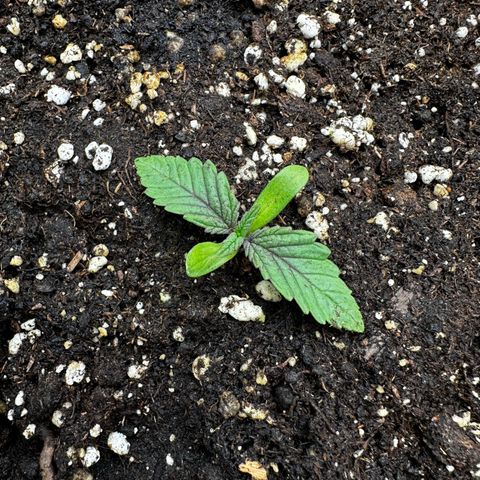 Frozen Black Cherry growlog timeline photo