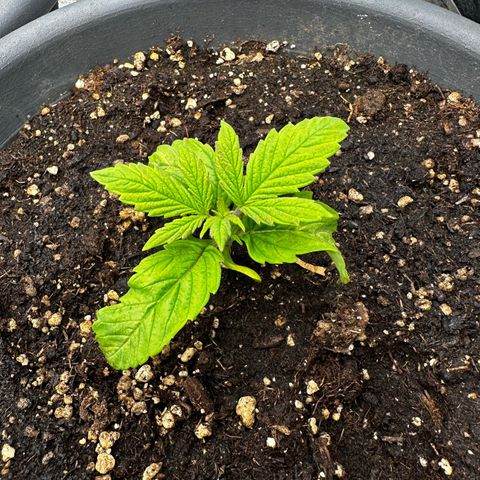 Frozen Black Cherry growlog timeline photo