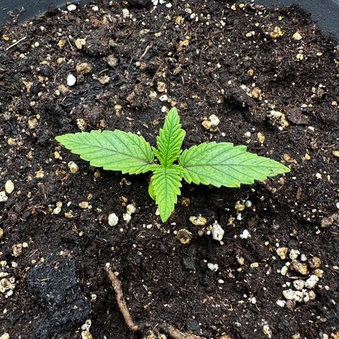 Frozen Black Cherry growlog timeline photo