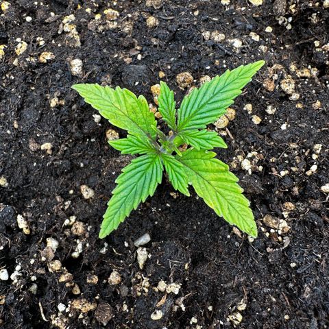 Frozen Black Cherry growlog timeline photo