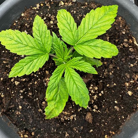 Frozen Black Cherry growlog timeline photo