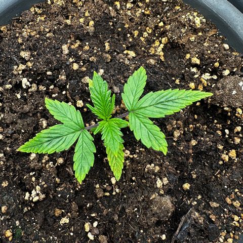 Frozen Black Cherry growlog timeline photo