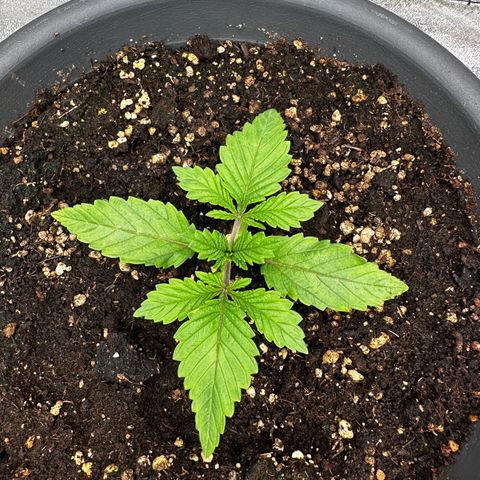 Frozen Black Cherry growlog timeline photo