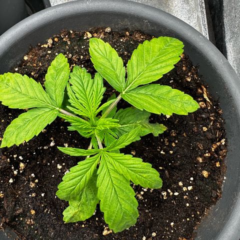 Frozen Black Cherry growlog timeline photo