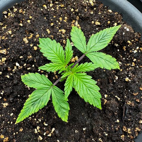 Frozen Black Cherry growlog timeline photo