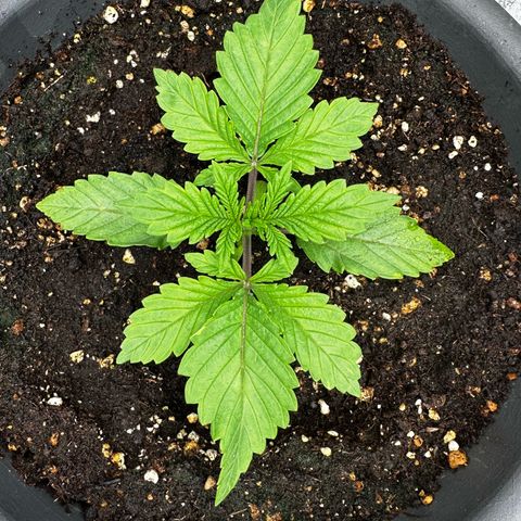 Frozen Black Cherry growlog timeline photo