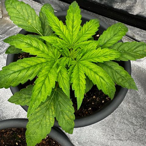 Frozen Black Cherry growlog timeline photo
