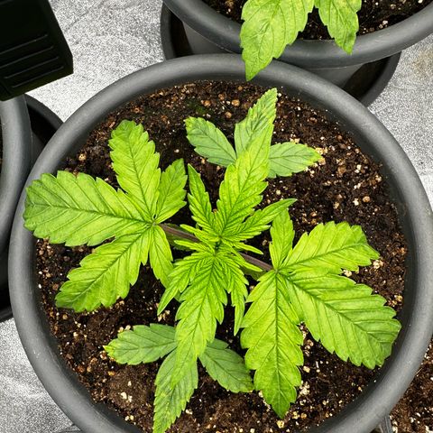 Frozen Black Cherry growlog timeline photo