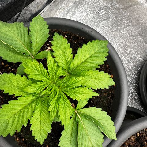Frozen Black Cherry growlog timeline photo