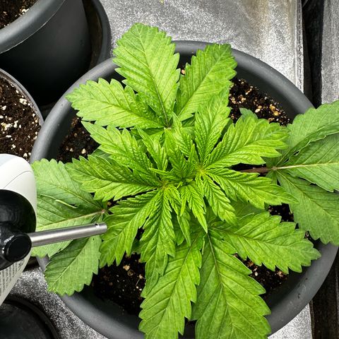 Frozen Black Cherry growlog timeline photo