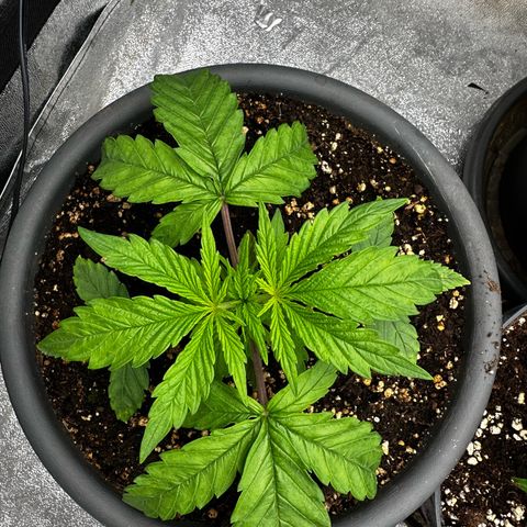 Frozen Black Cherry growlog timeline photo