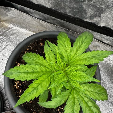 Frozen Black Cherry growlog timeline photo