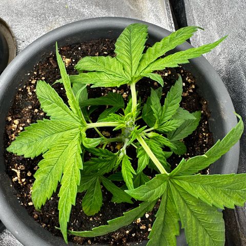 Frozen Black Cherry growlog timeline photo