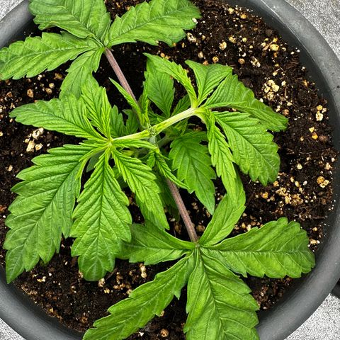 Frozen Black Cherry growlog timeline photo