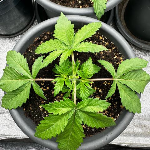 Frozen Black Cherry growlog timeline photo
