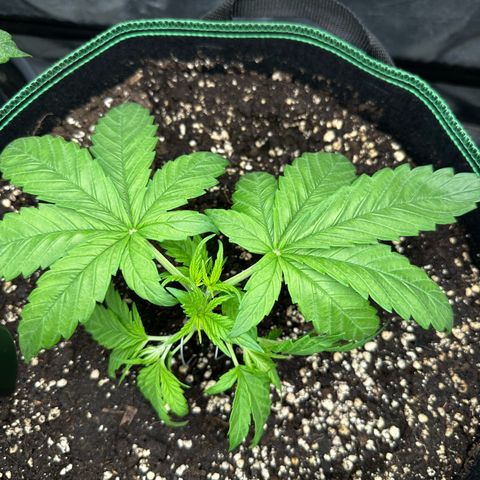 Frozen Black Cherry growlog timeline photo