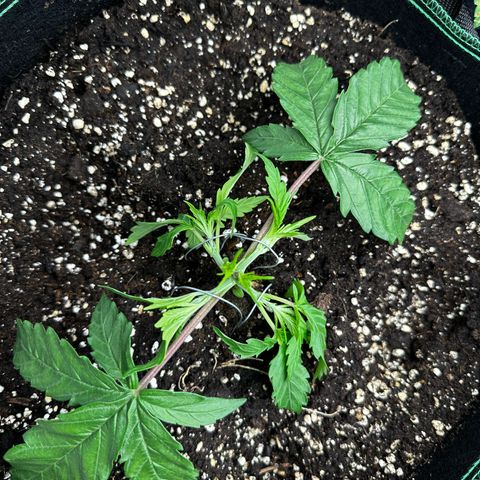 Frozen Black Cherry growlog timeline photo