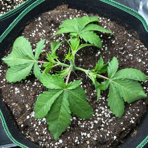 Frozen Black Cherry growlog timeline photo