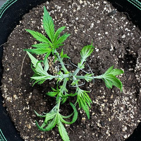 Frozen Black Cherry growlog timeline photo