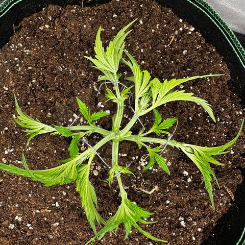 Frozen Black Cherry growlog timeline photo