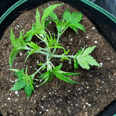 Frozen Black Cherry growlog timeline photo
