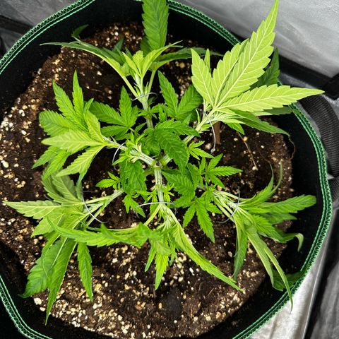Frozen Black Cherry growlog timeline photo
