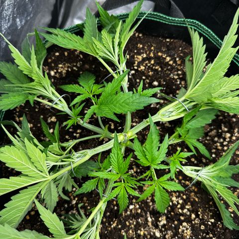 Frozen Black Cherry growlog timeline photo