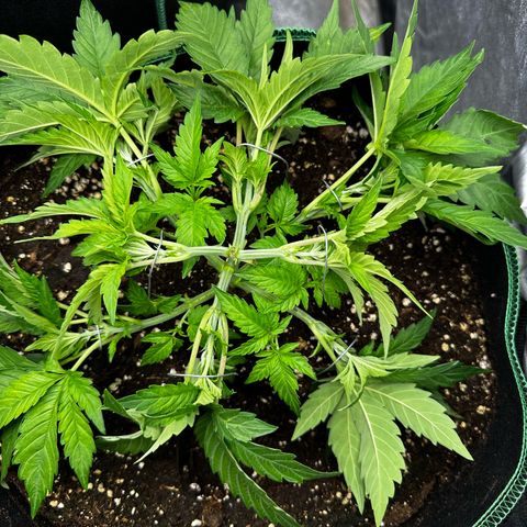 Frozen Black Cherry growlog timeline photo