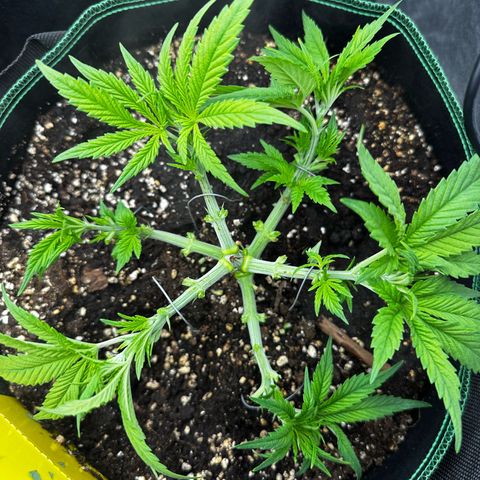 Frozen Black Cherry growlog timeline photo