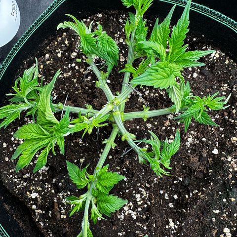 Frozen Black Cherry growlog timeline photo