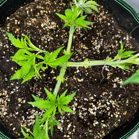 Frozen Black Cherry growlog timeline photo