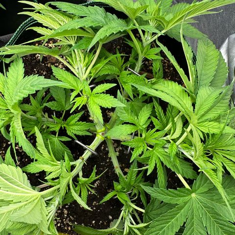 Frozen Black Cherry growlog timeline photo