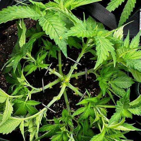 Frozen Black Cherry growlog timeline photo