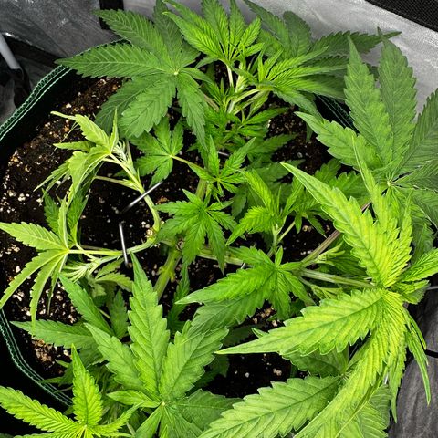 Frozen Black Cherry growlog timeline photo