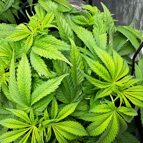 Frozen Black Cherry growlog timeline photo