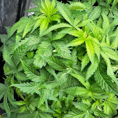 Frozen Black Cherry growlog timeline photo