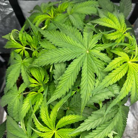 Frozen Black Cherry growlog timeline photo