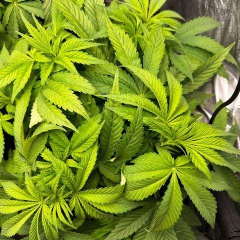 Frozen Black Cherry growlog timeline photo
