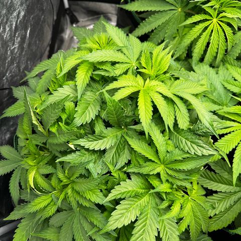 Frozen Black Cherry growlog timeline photo