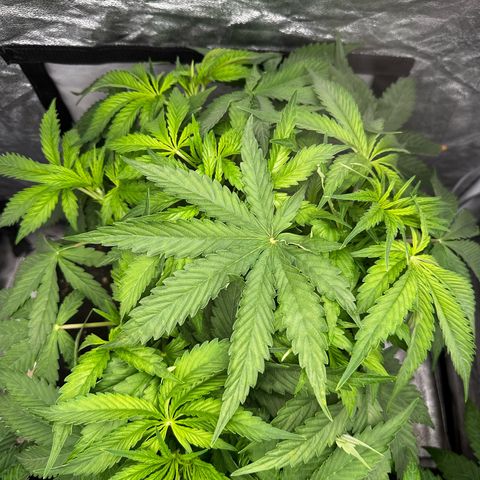 Frozen Black Cherry growlog timeline photo