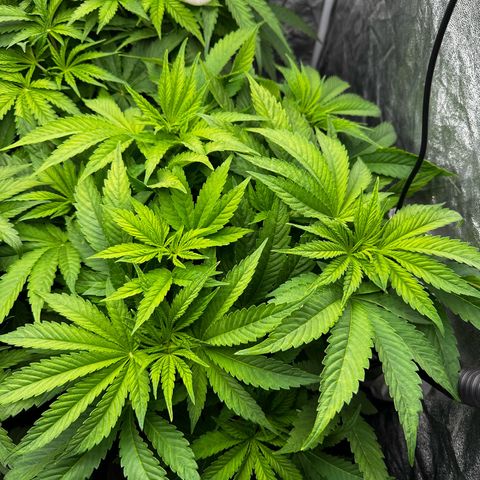 Frozen Black Cherry growlog timeline photo